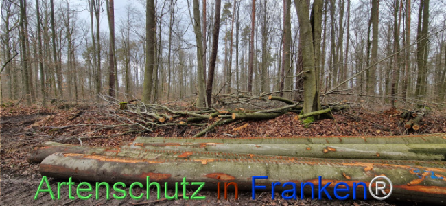 © Artenschutz in Franken® Bild zum Eintrag (1118919-160)