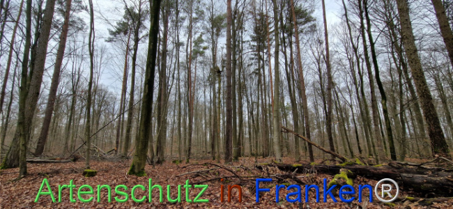 © Artenschutz in Franken® Bild zum Eintrag (1118920-160)