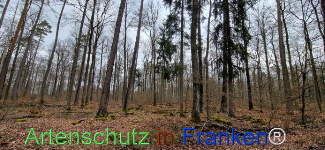 © Artenschutz in Franken® Bild zum Eintrag (1118921-160)