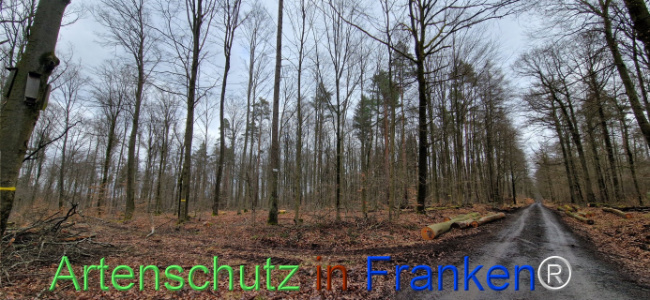 © Artenschutz in Franken® Bild zum Eintrag (1118923-160)