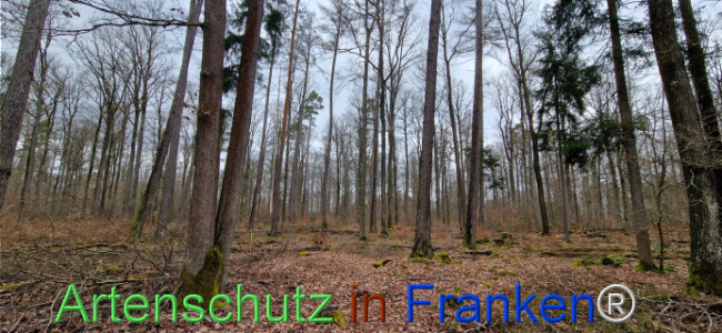 © Artenschutz in Franken® Bild zum Eintrag (1118924-160)
