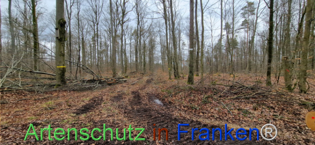 © Artenschutz in Franken® Bild zum Eintrag (1118925-160)