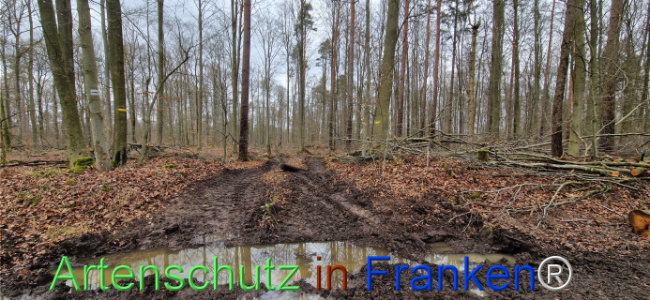 © Artenschutz in Franken® Bild zum Eintrag (1118927-160)