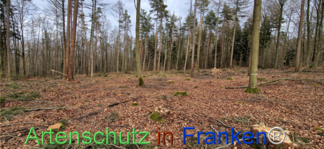 © Artenschutz in Franken® Bild zum Eintrag (1118928-160)
