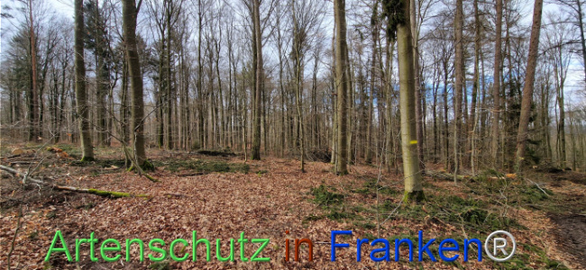 © Artenschutz in Franken® Bild zum Eintrag (1118929-160)