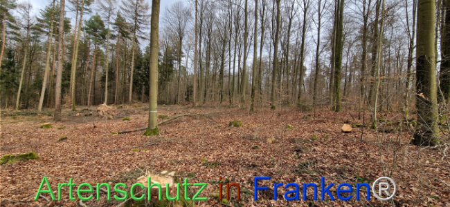© Artenschutz in Franken® Bild zum Eintrag (1118933-160)