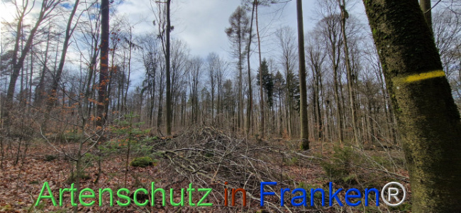 © Artenschutz in Franken® Bild zum Eintrag (1118934-160)