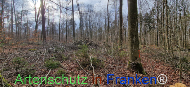 © Artenschutz in Franken® Bild zum Eintrag (1118936-160)