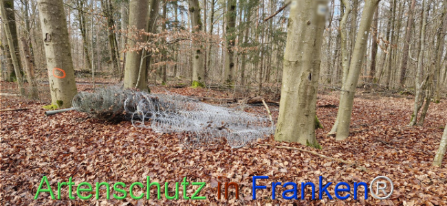 © Artenschutz in Franken® Bild zum Eintrag (1118938-160)