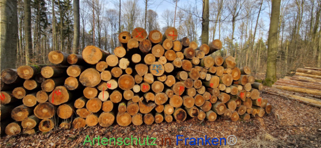 © Artenschutz in Franken® Bild zum Eintrag (1119411-160)