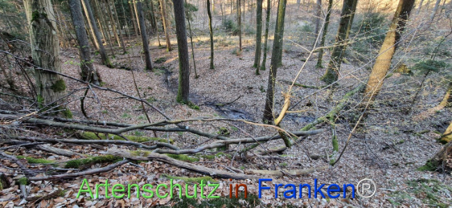 © Artenschutz in Franken® Bild zum Eintrag (1120457-160)