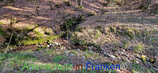 © Artenschutz in Franken® Bild zum Eintrag (1120463-160)