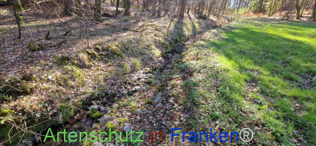 © Artenschutz in Franken® Bild zum Eintrag (1120464-160)