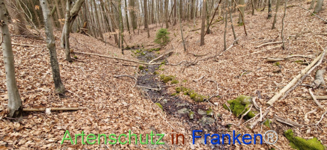 © Artenschutz in Franken® Bild zum Eintrag (1120467-160)