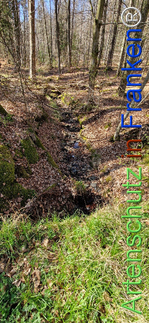 © Artenschutz in Franken® Bild zum Eintrag (1120495-160)