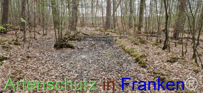 © Artenschutz in Franken® Bild zum Eintrag (1120712-160)