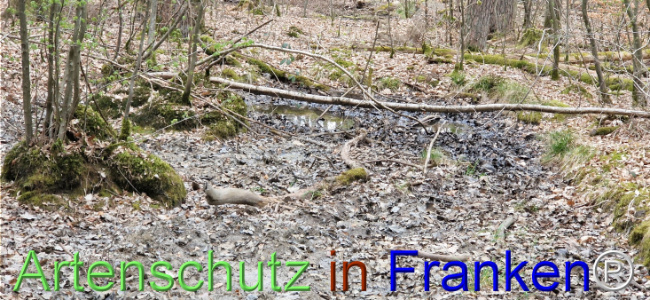 © Artenschutz in Franken® Bild zum Eintrag (1120713-160)