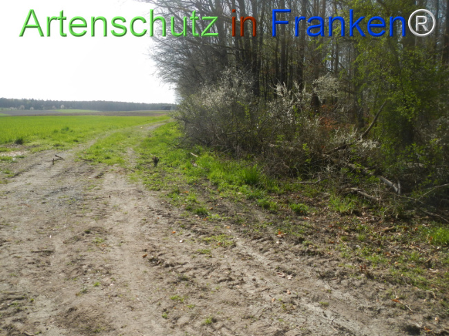 © Artenschutz in Franken® Bild zum Eintrag (1120962-160)