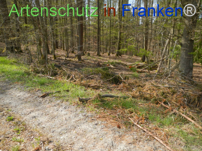 Bild zum Eintrag (1120965-160)