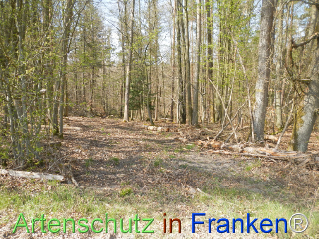 Bild zum Eintrag (1120966-160)