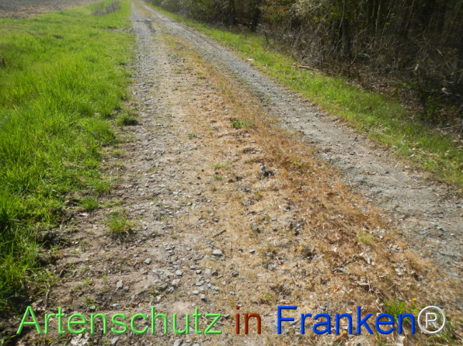 © Artenschutz in Franken® Bild zum Eintrag (1120969-160)