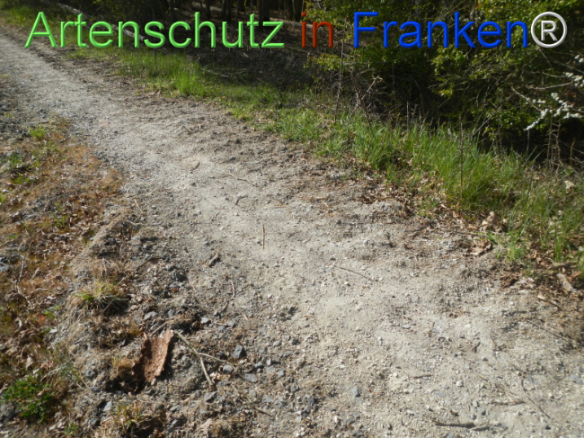 © Artenschutz in Franken® Bild zum Eintrag (1120970-160)