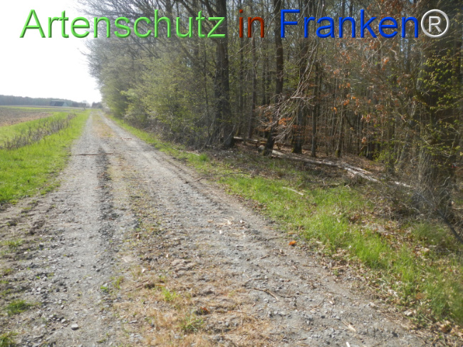 © Artenschutz in Franken® Bild zum Eintrag (1120971-160)