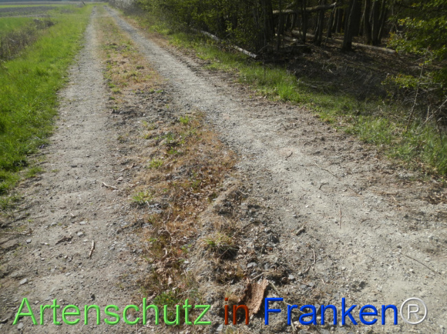 © Artenschutz in Franken® Bild zum Eintrag (1120972-160)
