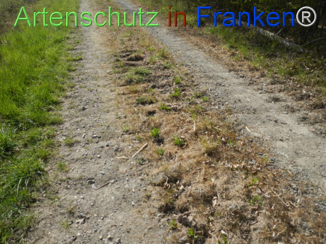 © Artenschutz in Franken® Bild zum Eintrag (1120974-160)