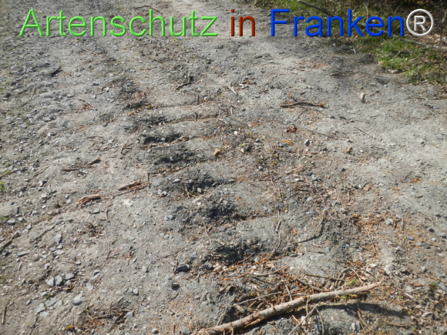 © Artenschutz in Franken® Bild zum Eintrag (1120975-160)