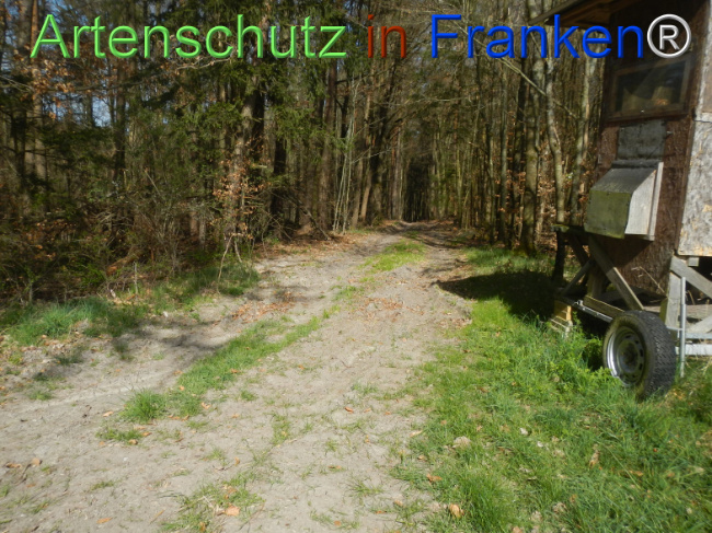 © Artenschutz in Franken® Bild zum Eintrag (1120976-160)