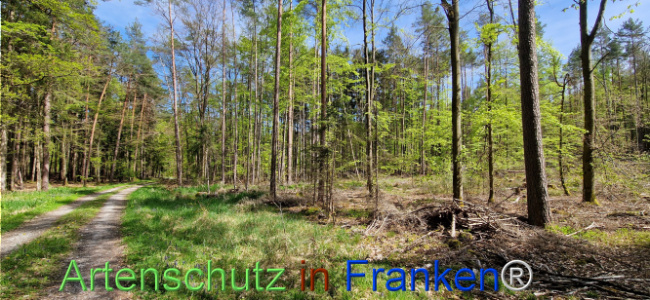 © Artenschutz in Franken® Bild zum Eintrag (1121176-160)
