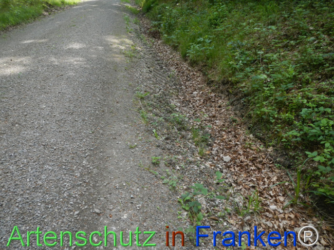 © Artenschutz in Franken® Bild zum Eintrag (1122100-160)