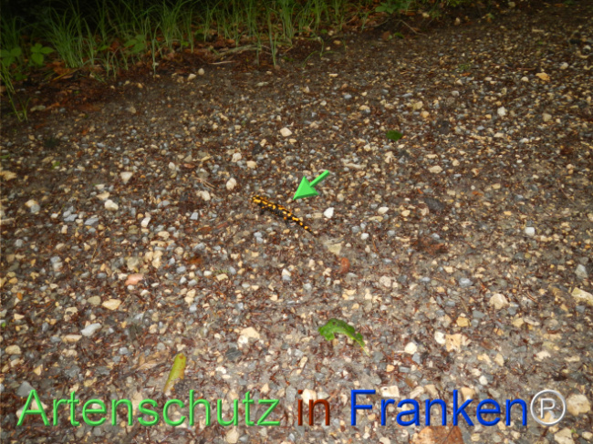 Bild zum Eintrag (1123135-160)