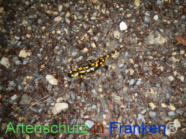 Bild zum Eintrag (1123136-160)