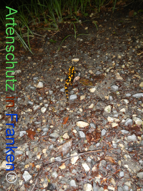 © Artenschutz in Franken® Bild zum Eintrag (1123139-160)