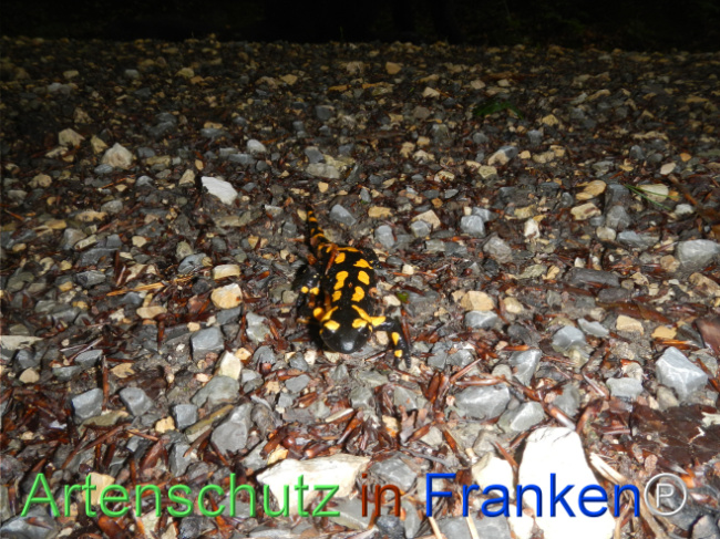 © Artenschutz in Franken® Bild zum Eintrag (1123140-160)