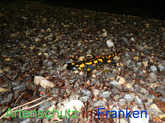 © Artenschutz in Franken® Bild zum Eintrag (1123141-160)