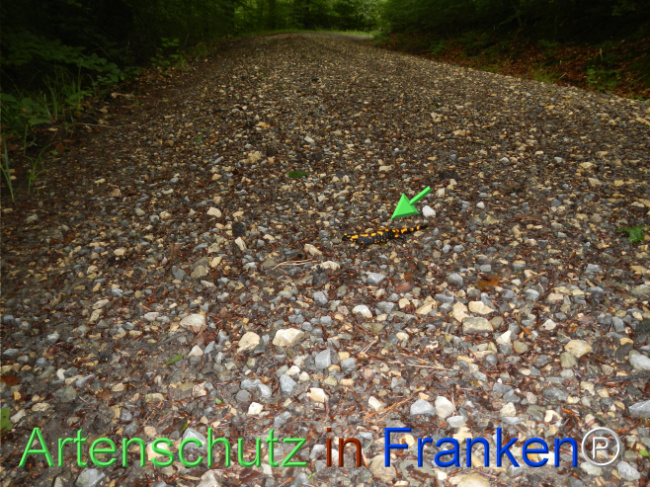 Bild zum Eintrag (1123142-160)