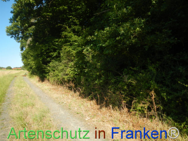 © Artenschutz in Franken® Bild zum Eintrag (1123656-160)