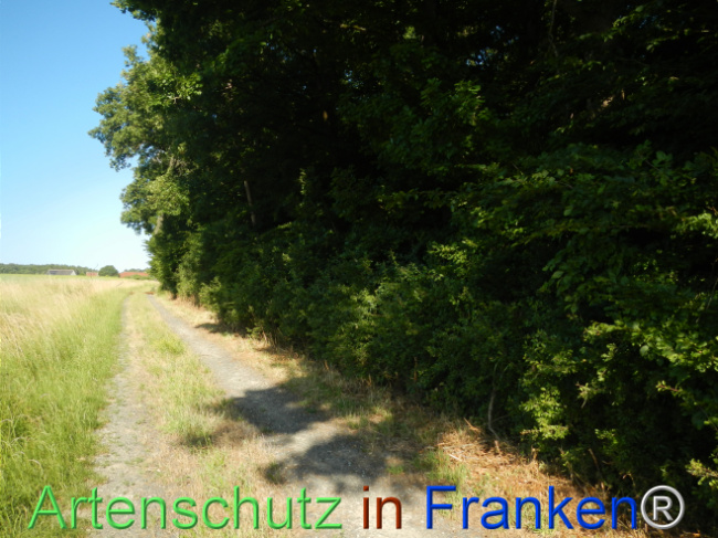 © Artenschutz in Franken® Bild zum Eintrag (1123657-160)