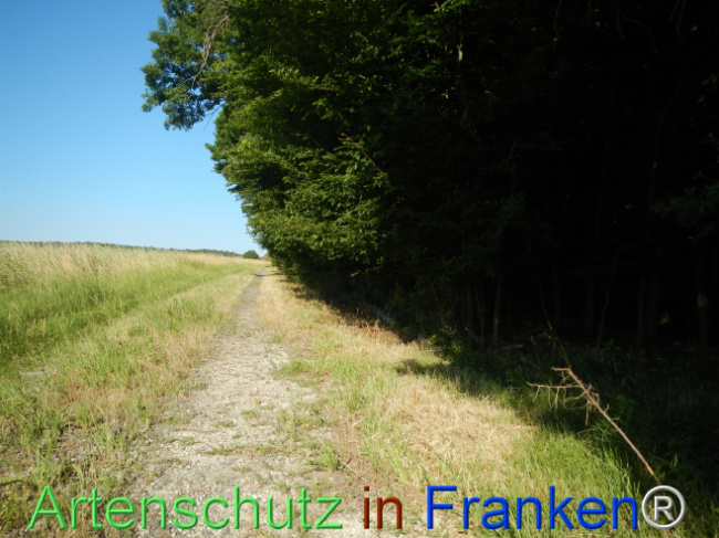 © Artenschutz in Franken® Bild zum Eintrag (1123658-160)