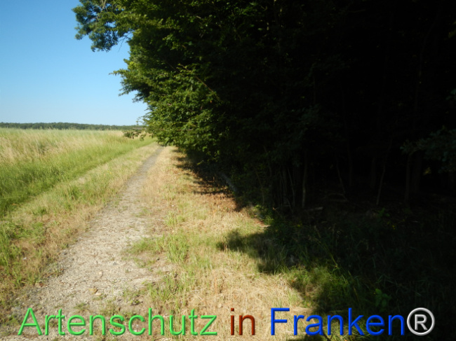 © Artenschutz in Franken® Bild zum Eintrag (1123659-160)