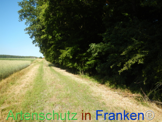 © Artenschutz in Franken® Bild zum Eintrag (1123660-160)