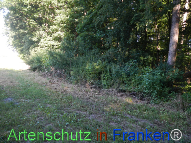 © Artenschutz in Franken® Bild zum Eintrag (1123662-160)