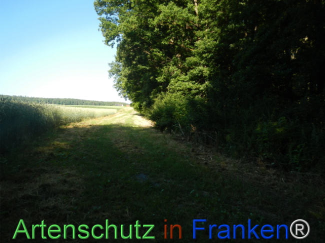 © Artenschutz in Franken® Bild zum Eintrag (1123663-160)