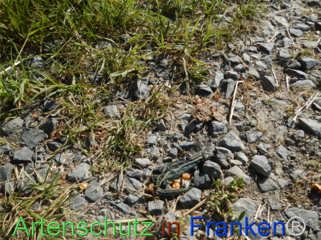 © Artenschutz in Franken® Bild zum Eintrag (1123664-160)