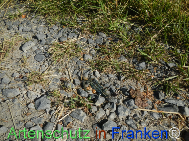 © Artenschutz in Franken® Bild zum Eintrag (1123665-160)