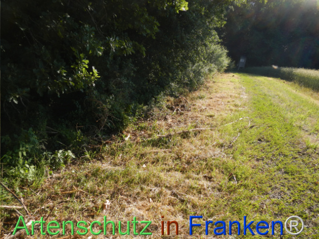 © Artenschutz in Franken® Bild zum Eintrag (1123666-160)