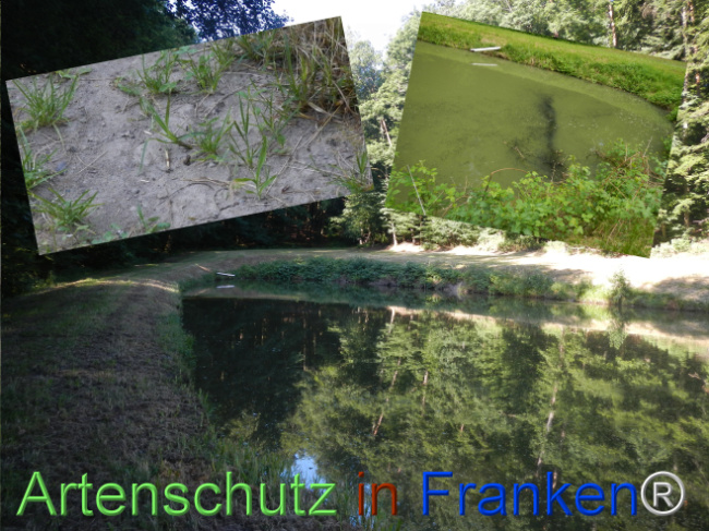 © Artenschutz in Franken® Bild zum Eintrag (1124346-160)